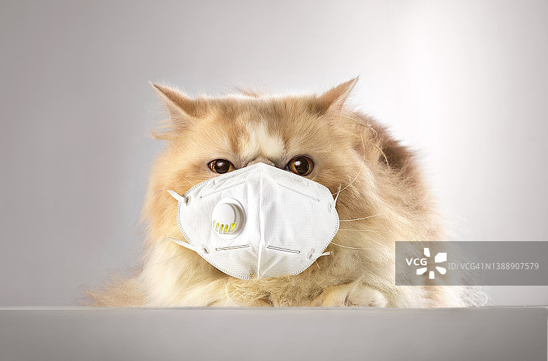 戴着白色口罩躺在白色盒子上的金黄色爱生气猫图片素材