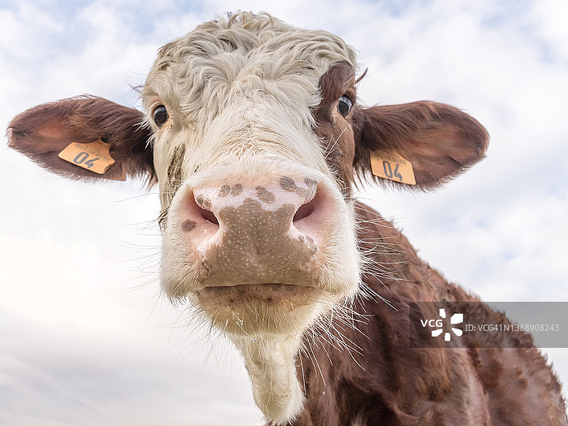 好奇的小母牛肖像图片素材