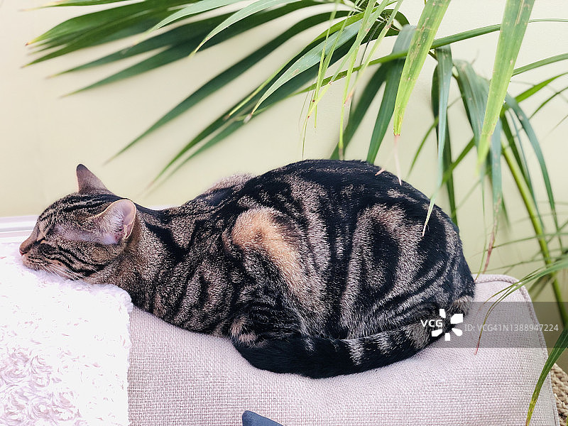 正在睡觉的虎斑猫图片素材