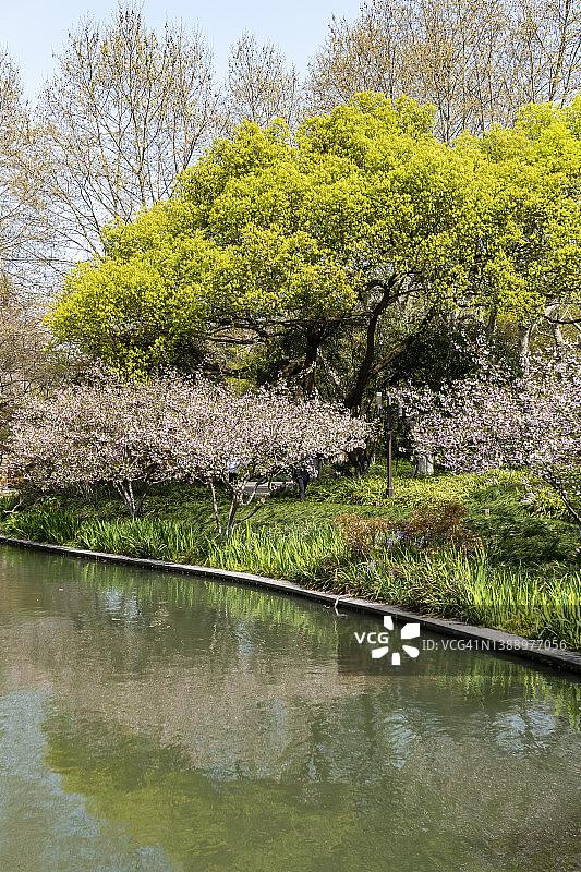 湖边盛开的竖版秋海棠图片素材