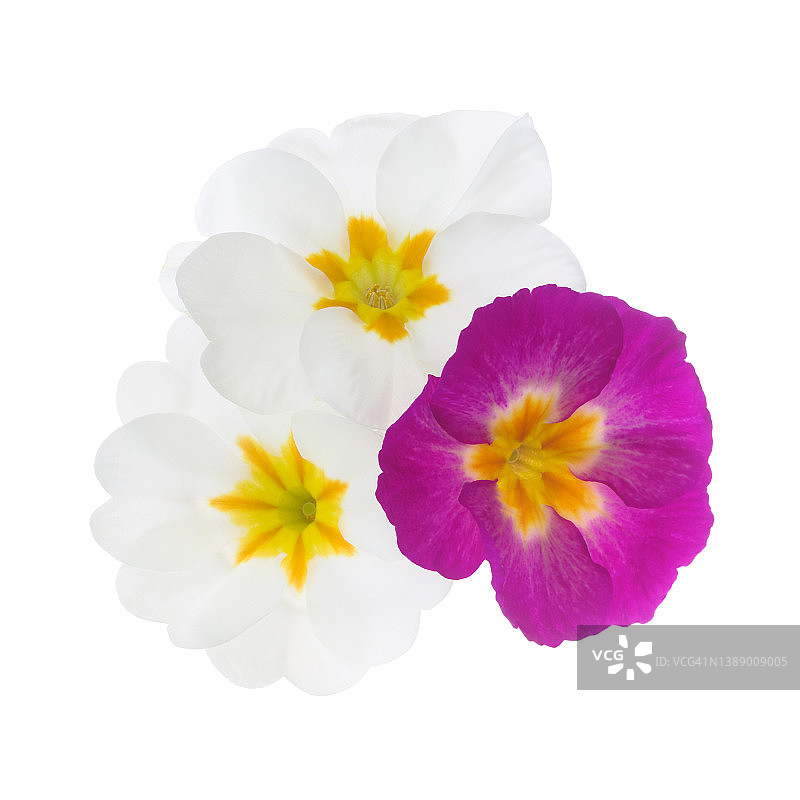 白色背景上的少量白色和品红色报春花小花束图片素材