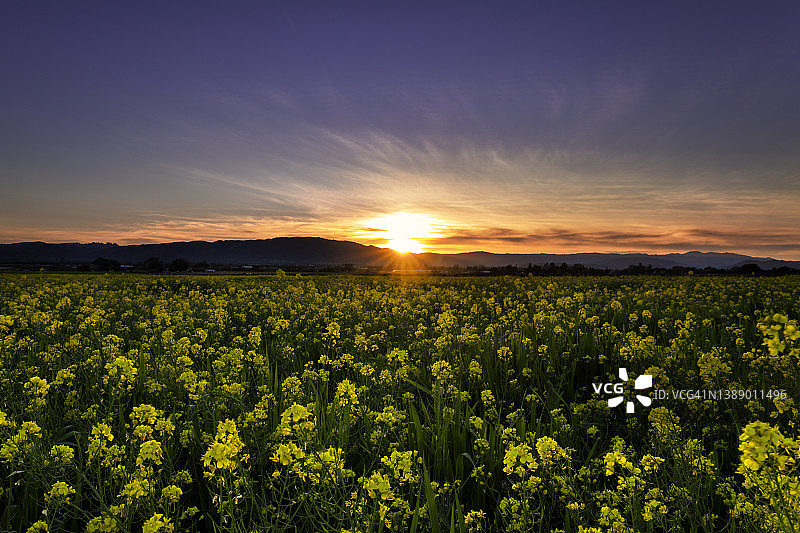 芥菜花图片素材