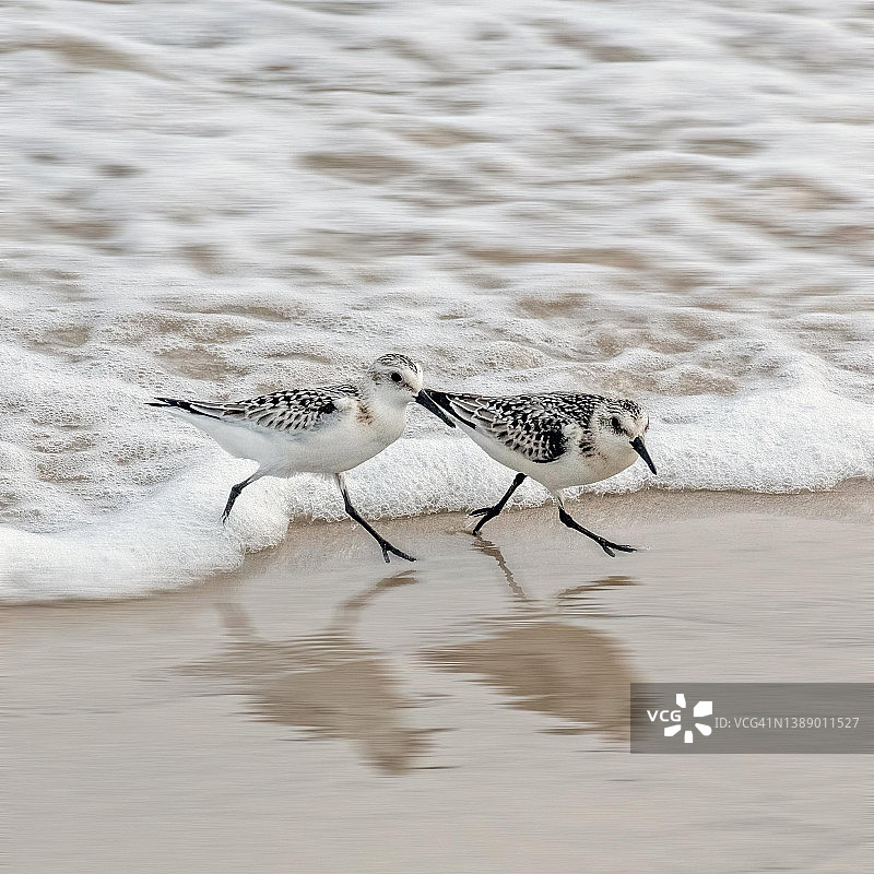 在海滩上奔跑的鹬鸟图片素材