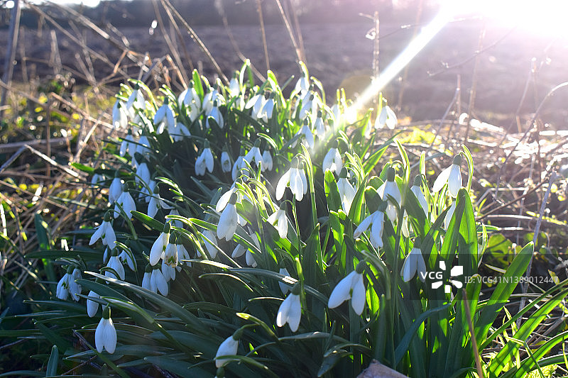 阳光下的美丽白色雪滴花图片素材