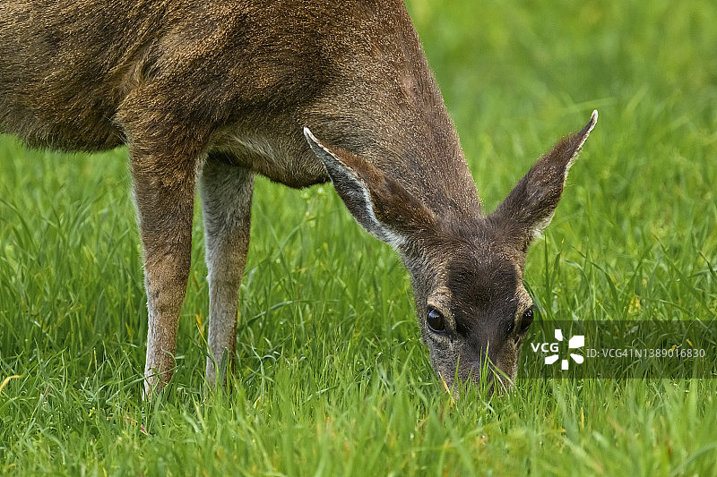 哥伦比亚黑尾鹿图片素材