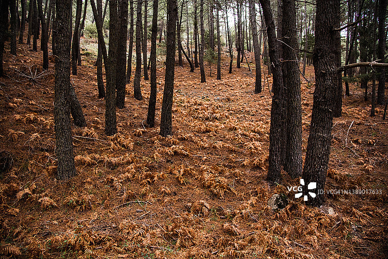 冬季栗树林景观图片素材