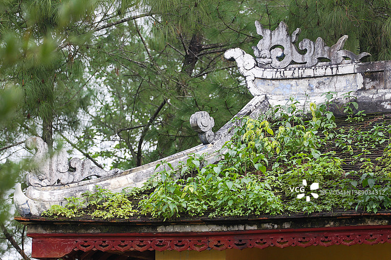 生长在建筑物上的植物图片素材