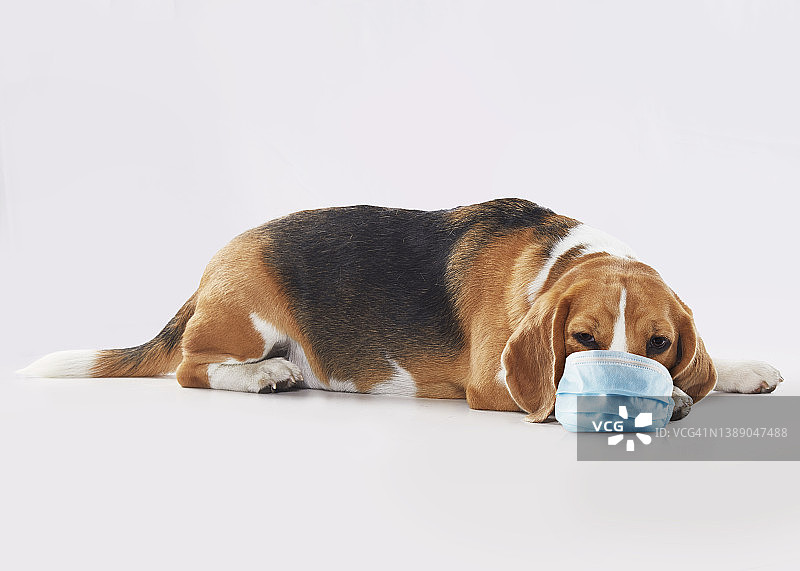 戴着蓝色口罩悲伤的比格犬照片图片素材
