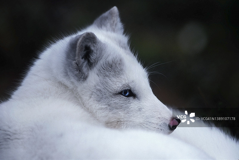 北极狐图片素材