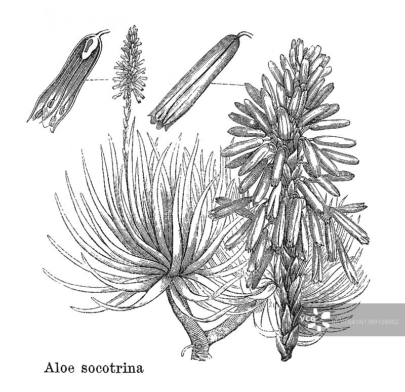 索科特拉芦荟或佩里芦荟古老雕刻插图图片素材
