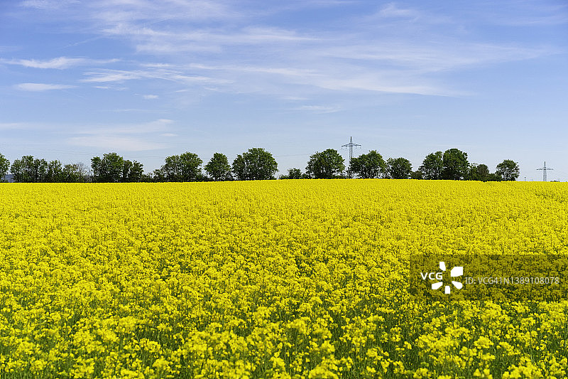 油菜花田：油料和生物柴油作物种植区图片素材