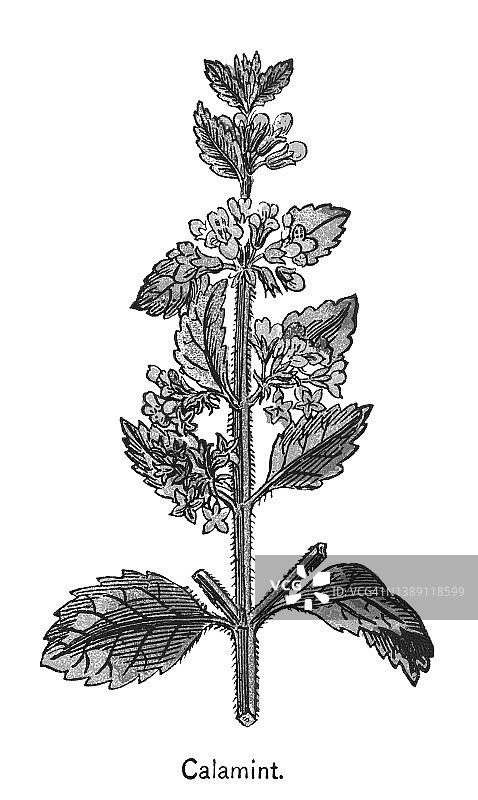 风轮菜属植物彩色石印插图图片素材