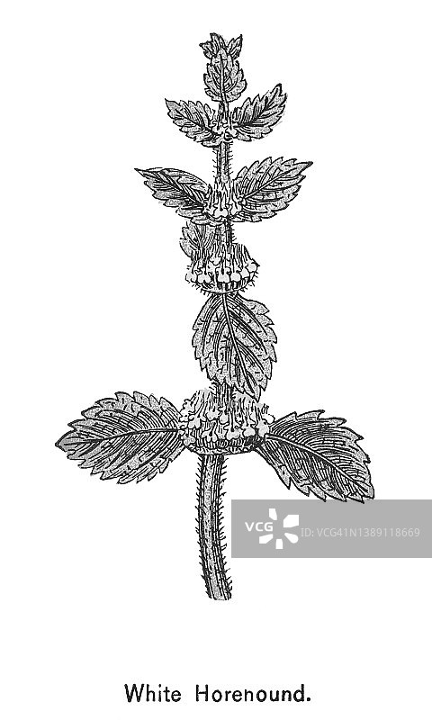 旧彩色石版画欧夏至草图片素材