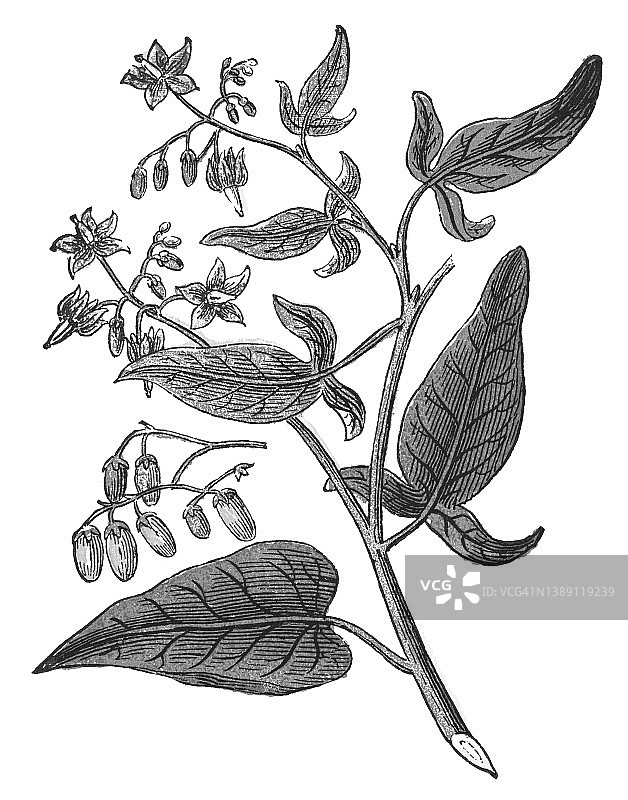 复古彩石版画：金钱豹图片素材