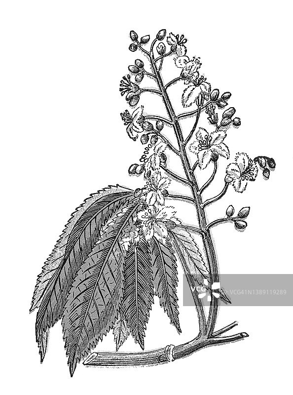 老式彩色石印植物插图：欧洲七叶树图片素材