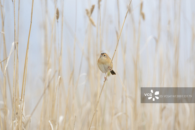 扇尾莺图片素材