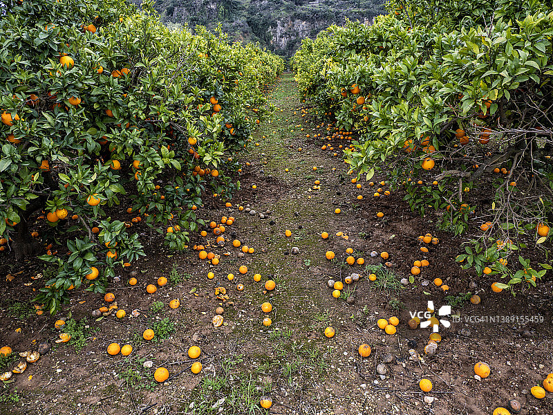橘子园的乡村风光，地上有许多橘子图片素材