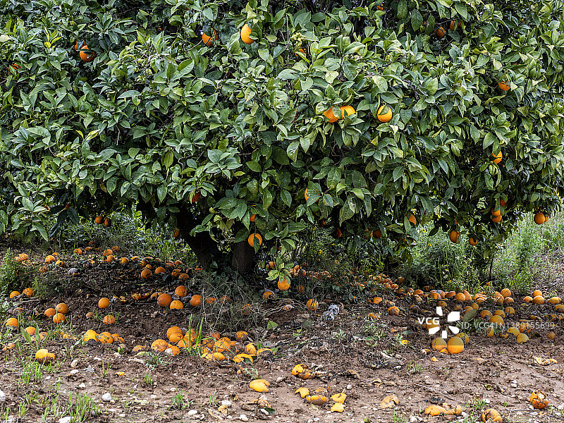 橘子园的乡村风光，地上有许多橘子图片素材