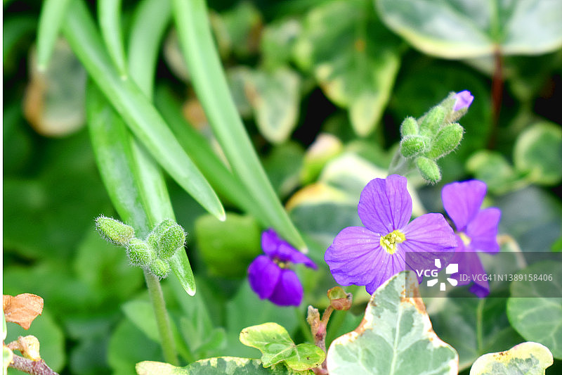 紫色香雪球花的局部特写照片，英国春季花园图片素材