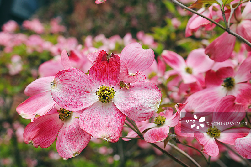 可爱的粉色山茱萸花图片素材