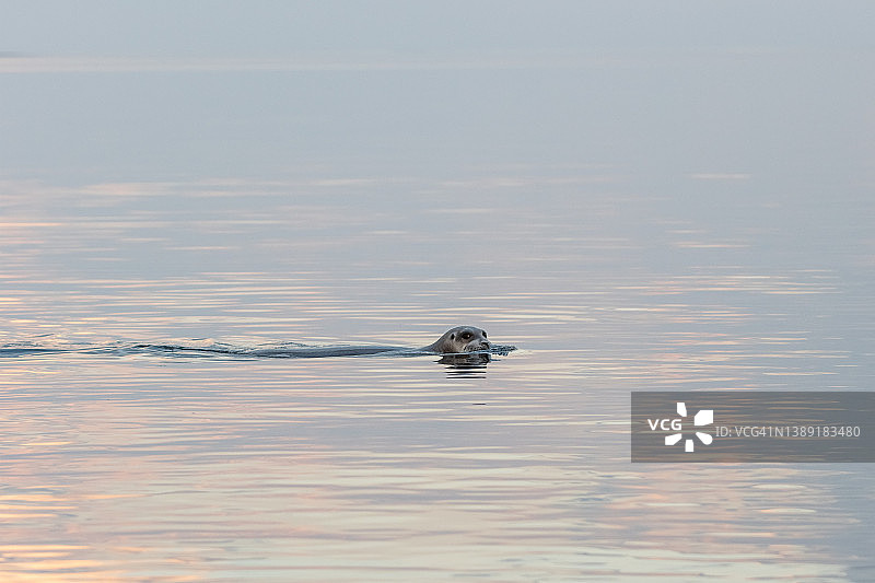 野生海豹或海狮在海中游泳图片素材