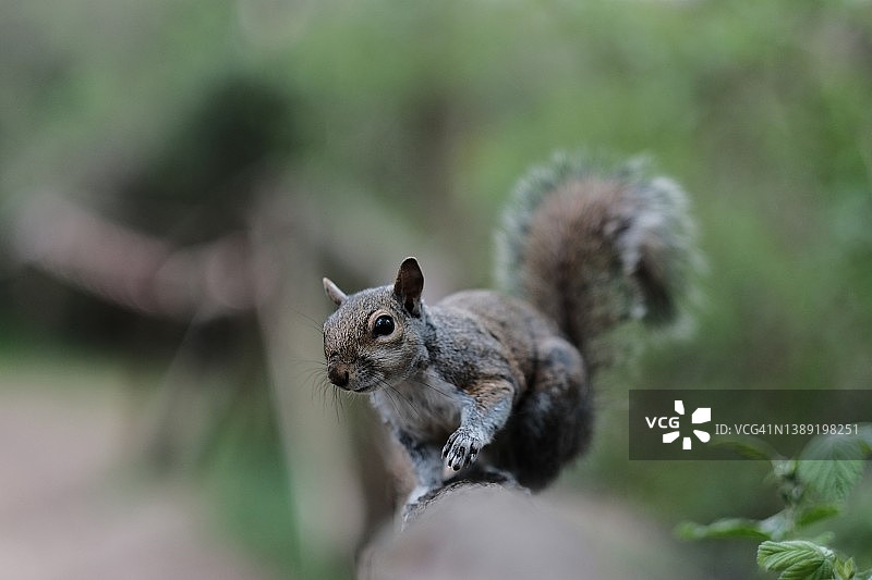 渐变背景上的灰色松鼠图片素材