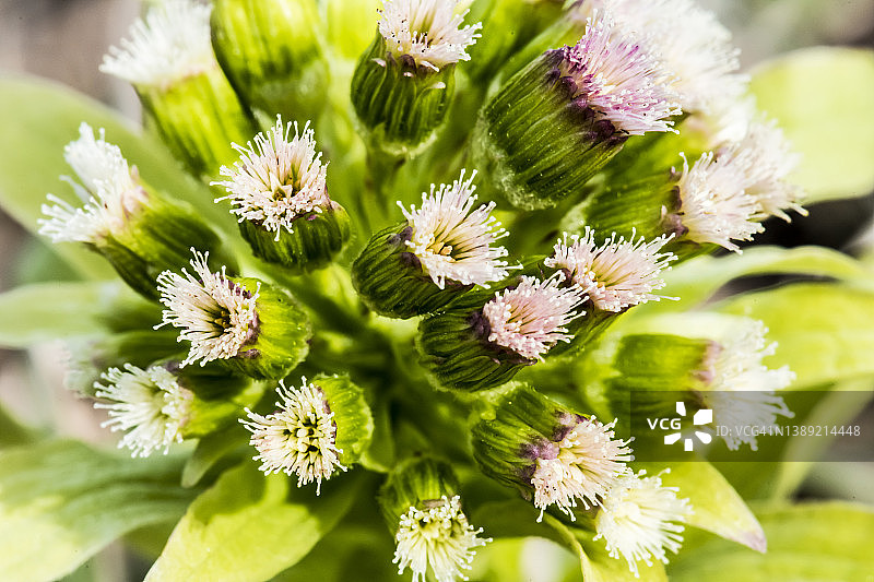 蜂斗菜图片素材