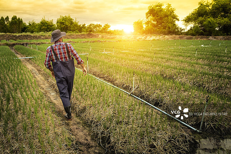男农民在农场照料农产品的背影图片素材