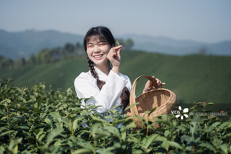 女茶农特写观察新采摘的茶叶图片素材