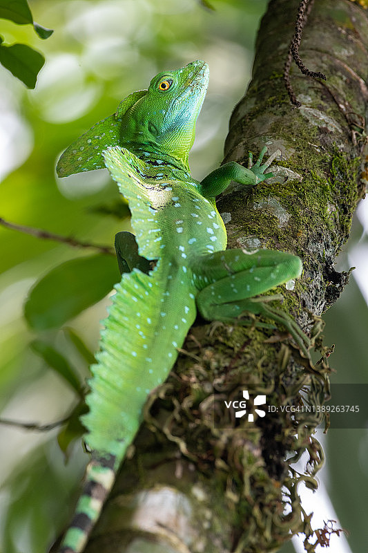 耶稣基督蜥蜴（绿 basilisk）图片素材