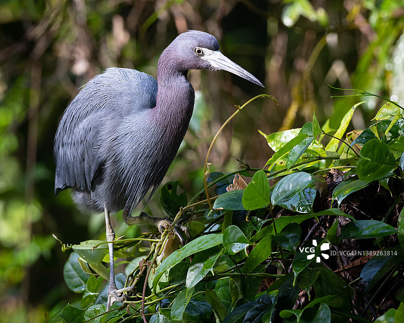 小蓝鹭图片素材