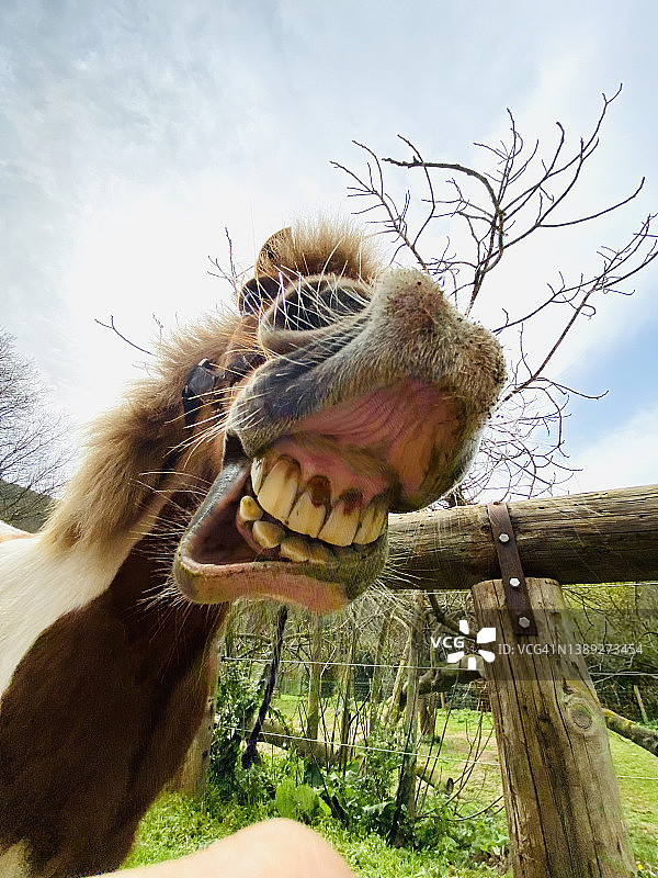 快乐的小马图片素材