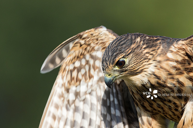 灰背隼翅膀和头部特写图片素材