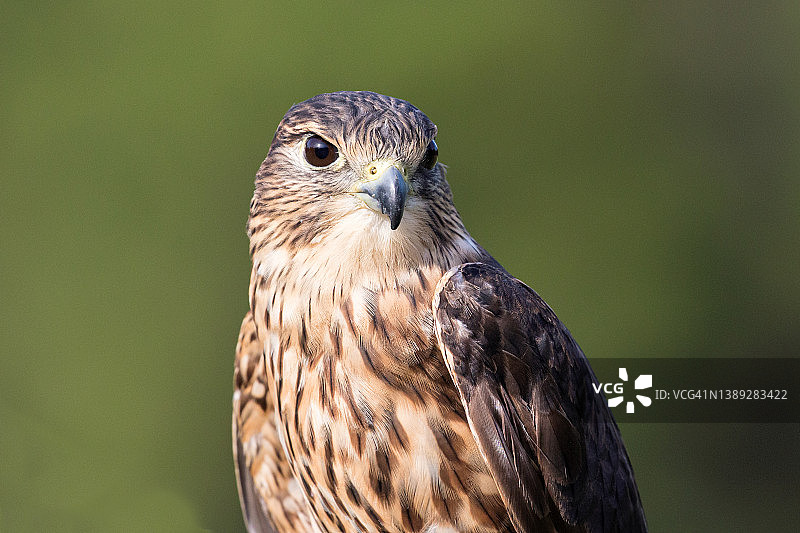 灰背隼的肖像图片素材