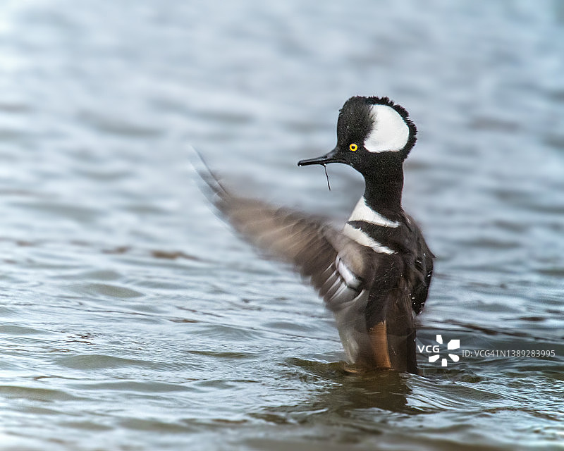 宾夕法尼亚州中溪的凤头潜鸭动态模糊摄影作品图片素材