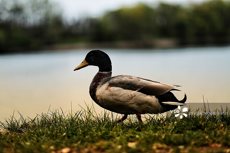 池塘岸边的野鸭图片素材