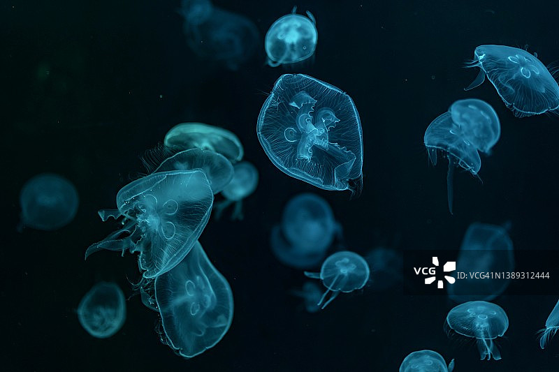 水族馆中的海月水母特写图片素材