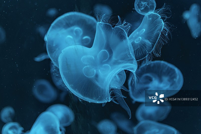 水族馆中的海月水母特写图片素材