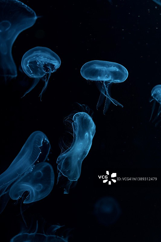 水族馆中的海月水母特写图片素材