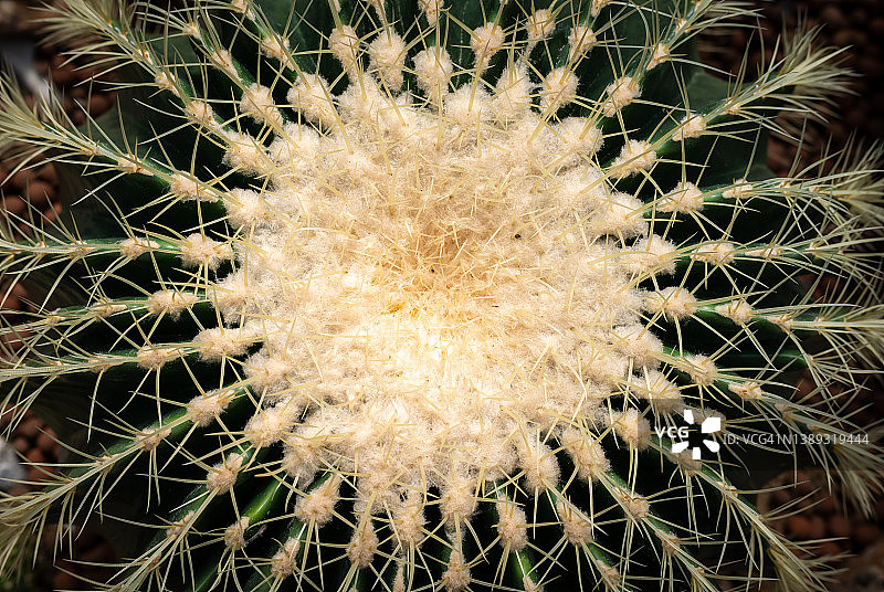 金琥仙人掌顶部特写（Echinocactus grusonii）图片素材