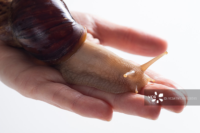 白色背景下手持非洲大蜗牛的女人图片素材