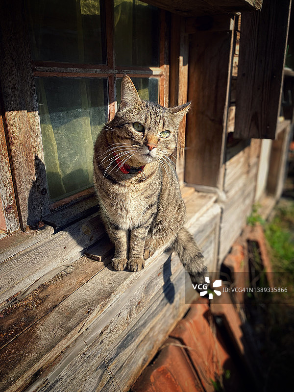 窗台上户外的虎斑猫图片素材