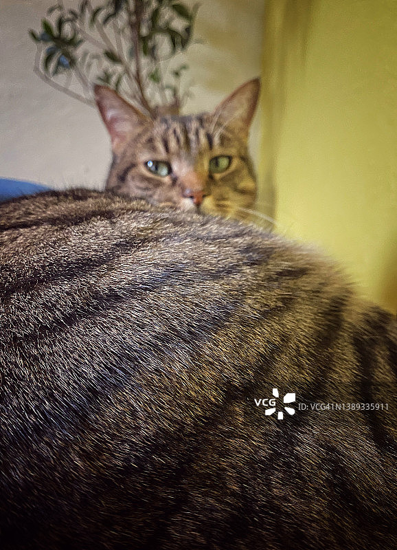 虎斑猫肖像图片素材