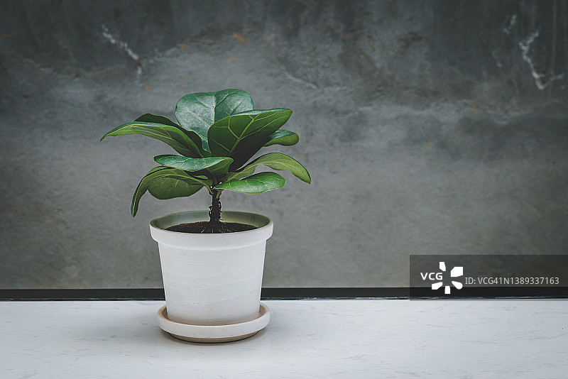 白色家居中的塑料盆琴叶榕和木桌：流行的室内观赏植物，具有净化空气的热带简约设计图片素材