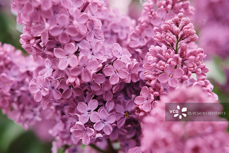 粉色、淡紫色早春花卉节日卡片合集。花卉壁纸图片素材