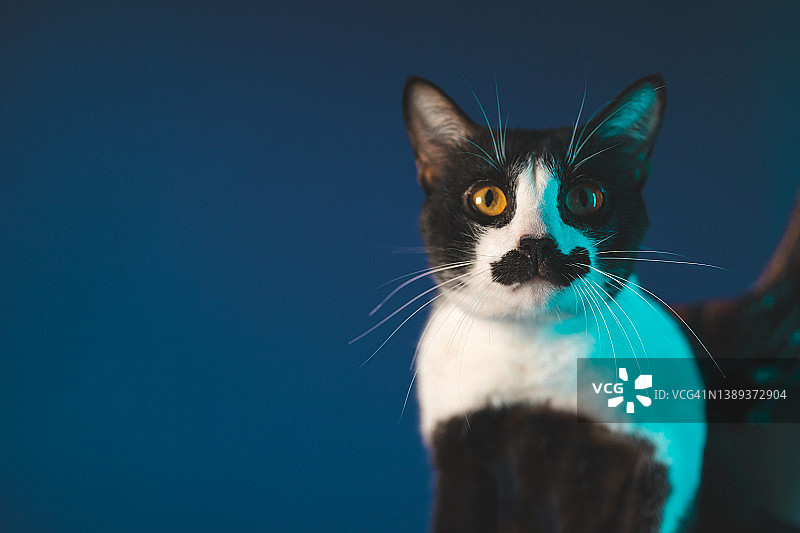 看着镜头的黑白猫图片素材