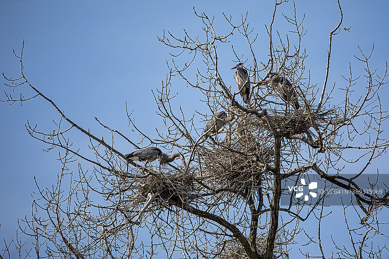 筑巢中的大蓝鹭图片素材