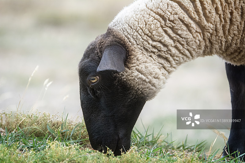 萨福克绵羊母羊图片素材