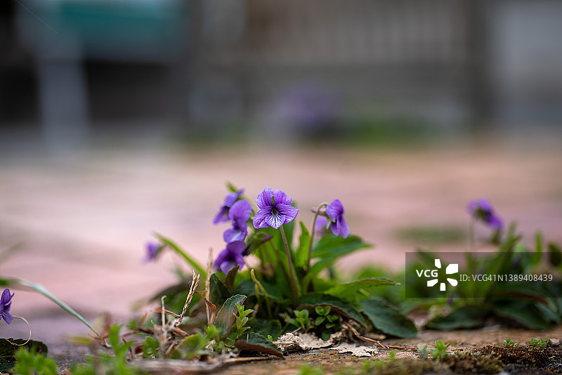 春天道路上盛开的鲜花图片素材