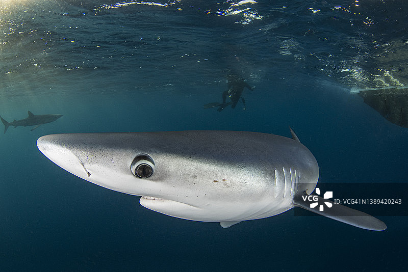 蓝色鲨鱼靠近墨西哥卡波圣卢卡斯海岸的相机图片素材